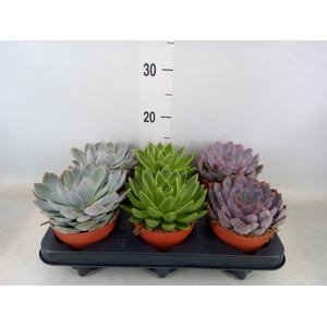 Echeveria   ...mix