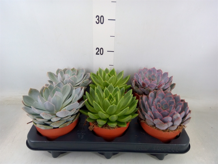 <h4>Echeveria   ...mix</h4>