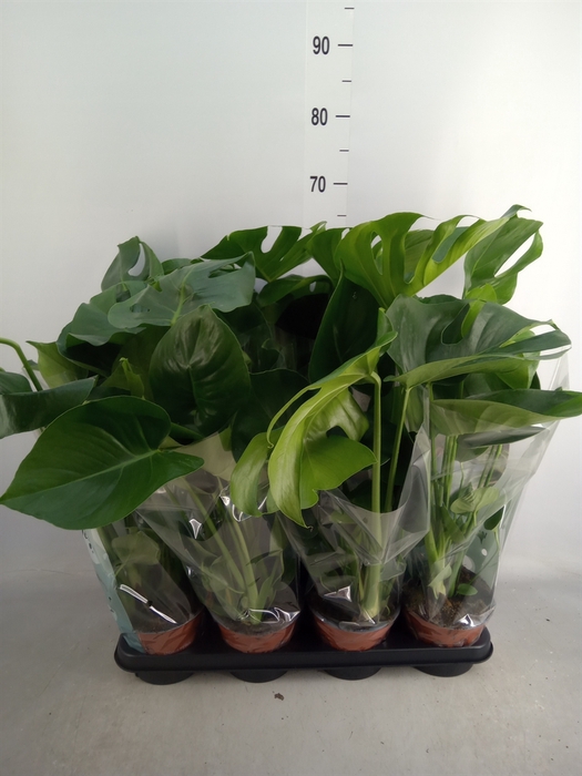 <h4>Monstera delic.</h4>