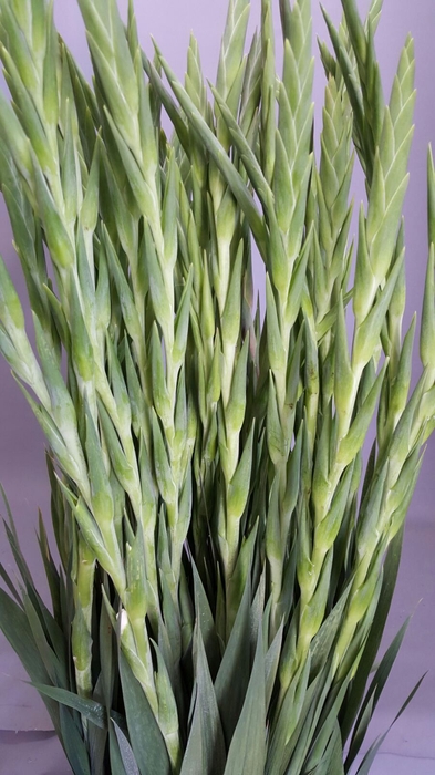 <h4>Gladiolus Gr Amsterdam</h4>
