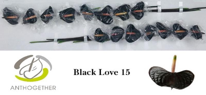 <h4>Anth A Black Love 7 cm X15 Evanty</h4>