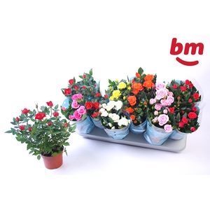 RO B MONDE GEM 7 SRT