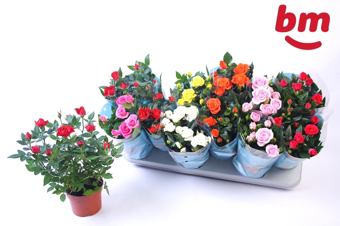 <h4>RO B MONDE GEM</h4>