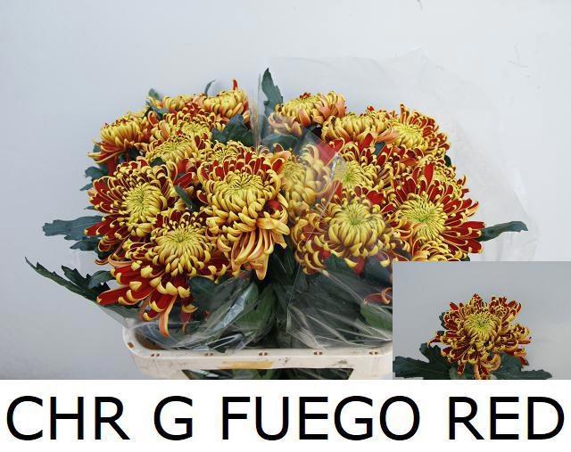 <h4>CHR G FUEGO</h4>