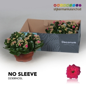 Kalanchoe No Sleeve - Purple