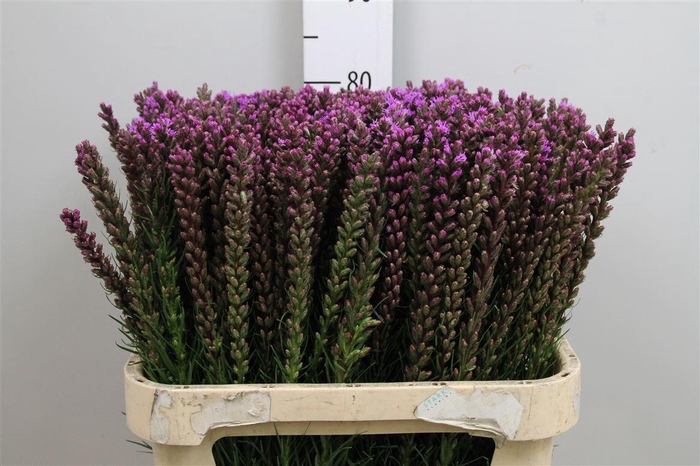 <h4>Liatris Callilepis</h4>