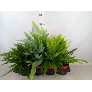 Ferns   ...mix