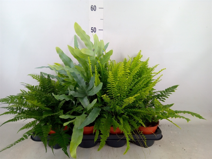 <h4>Ferns   ...mix</h4>