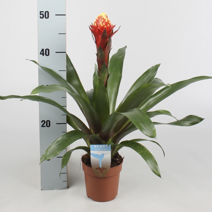<h4>Guzmania  'Happyness'</h4>