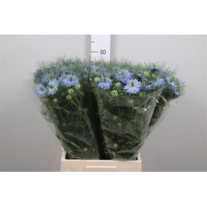 Nige D Mystry Blue