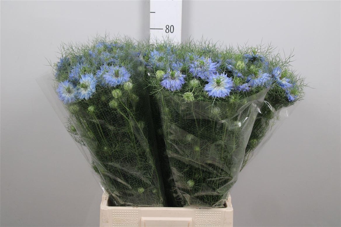 Nige D Mystry Blue