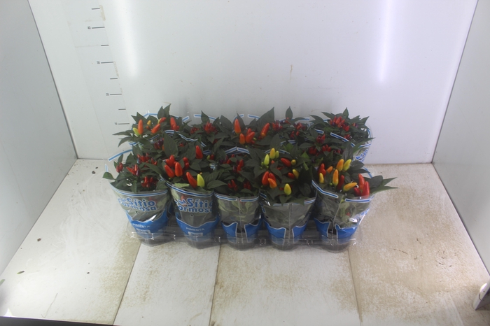 <h4>PIMENTA P11</h4>