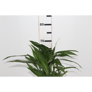 FOLH DRAC SANDERIANA 060 CM