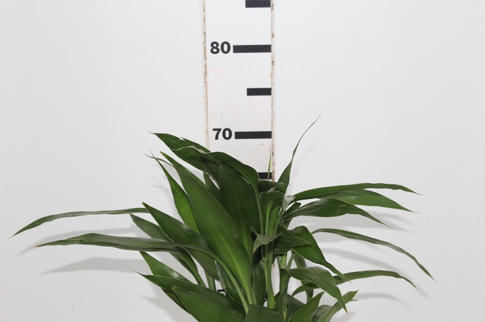 <h4>FOLH DRAC SANDERIANA 060 CM</h4>