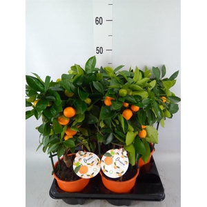 Citrofortunella mic.