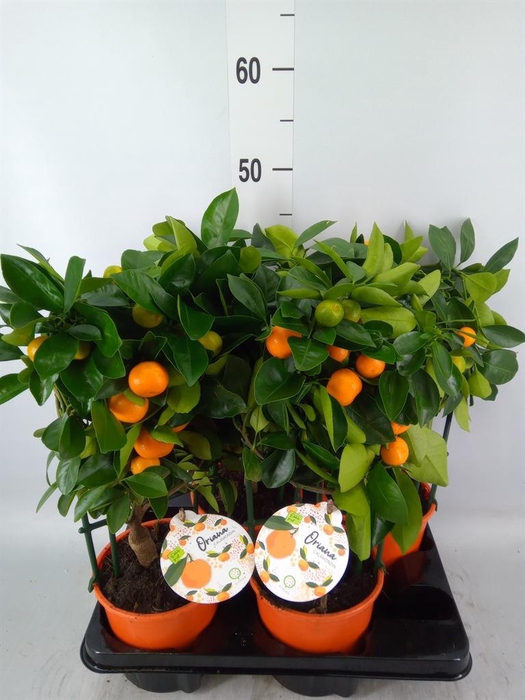 Citrofortunella mic.