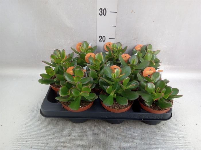 Crassula   ...