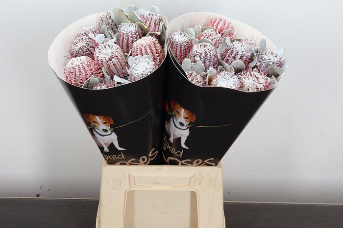 <h4>Banksia Wx Wit</h4>