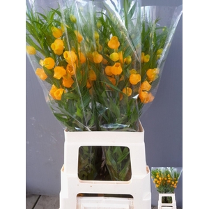 SANDERSONIA ROY HIGH