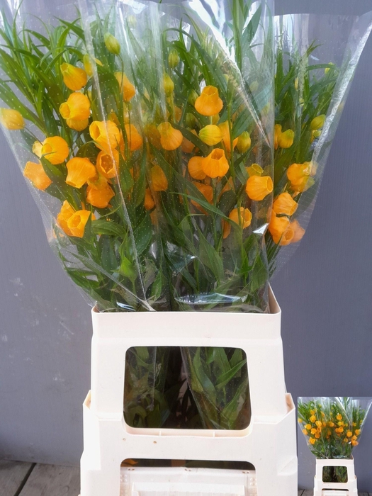 <h4>SANDERSONIA ROY HIGH</h4>