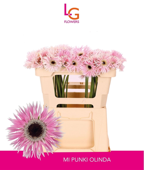 <h4>GERMINI PUNKI OLINDA</h4>