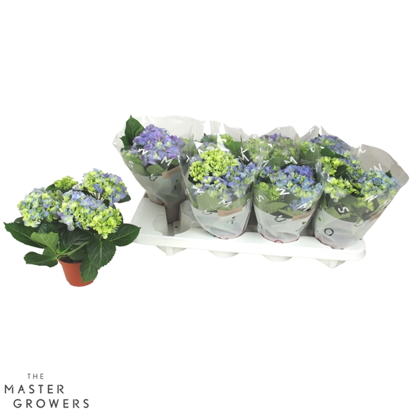<h4>Hydrangea macr. 10cm Blauw 3+bloem</h4>