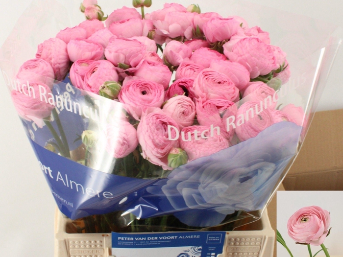 <h4>RAN AAZUR LI PINK</h4>