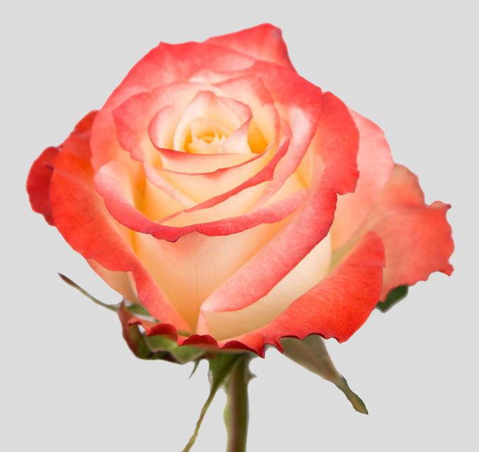 <h4>R GR CABARET</h4>