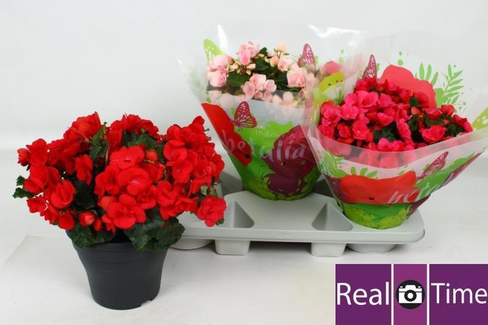 <h4>BEG EN BETULIA GEM</h4>