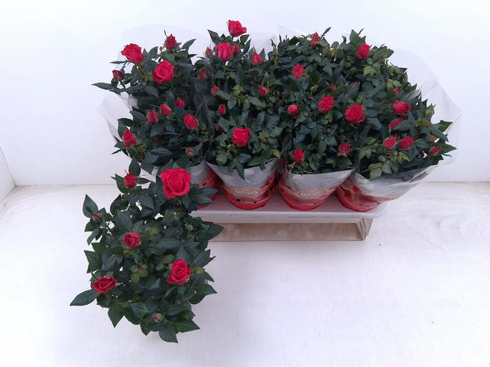 <h4>RO FAV RO RED</h4>