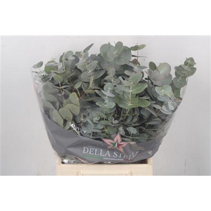 Euc Cinerea Per Bunch 150 Gram