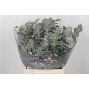 Euc Cinerea Per Bunch 150 Gram