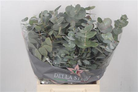 <h4>Euc Cinerea Per Bunch 150 Gram</h4>