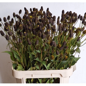 RUDBECKIA OV