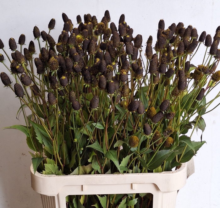 <h4>RUDBECKIA OV</h4>