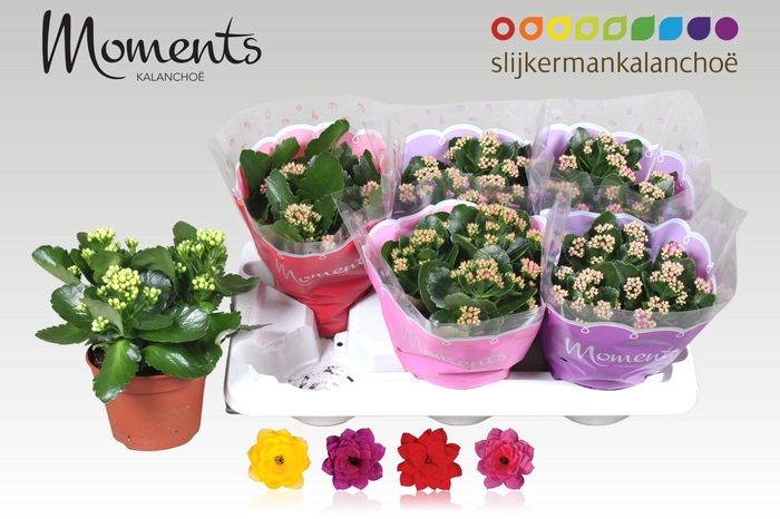 <h4>KAL GE GEM 4 KL</h4>