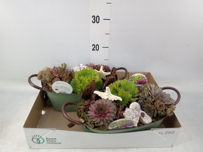 <h4>Arr.  Sempervivum L%</h4>