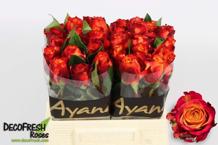 <h4>R Gr Atomic Extra Ayana</h4>