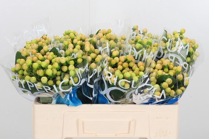 <h4>Hyp Coco Gelato</h4>