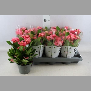 Euphorbia milii   ...