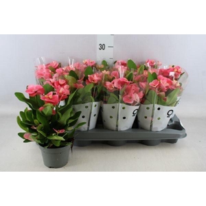 Euphorbia milii   ...