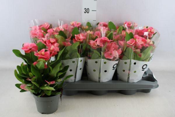 <h4>Euphorbia milii   ...</h4>