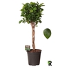 Ficus Mi Overig Moclame gevlochten stam