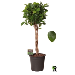 Ficus Mi Overig Moclame gevlochten stam