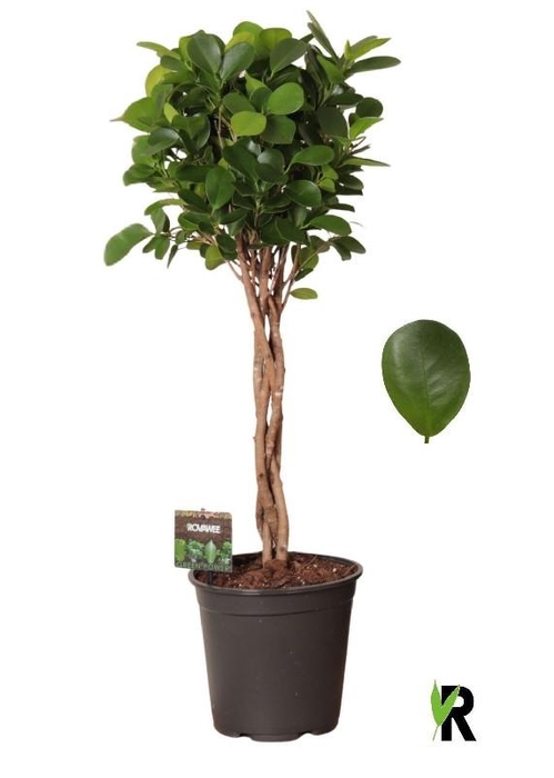 Ficus Mi Overig Moclame gevlochten stam