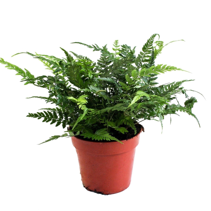<h4>Polystichum tsus-simense</h4>