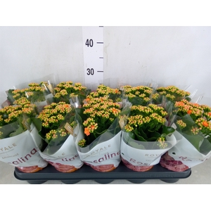 Kalanchoe blos. 'RosDon Pedro'