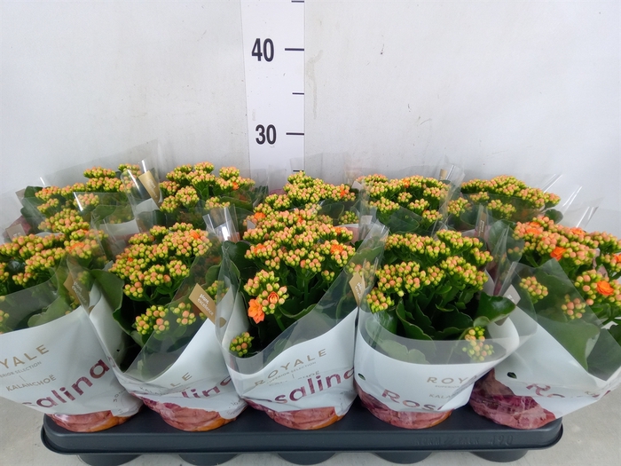 <h4>Kalanchoe blos. 'RosDon Pedro'</h4>