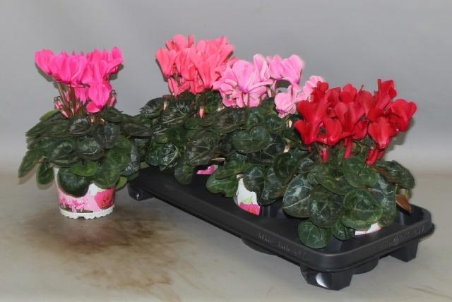 <h4>CYCL GR SUP XL</h4>