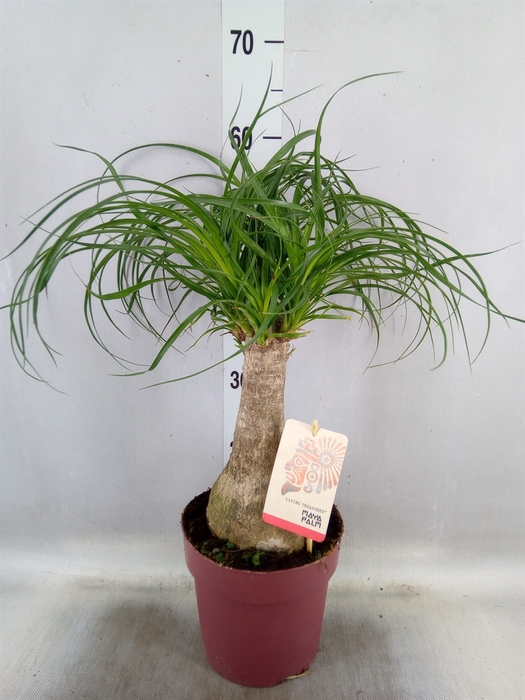 <h4>Beaucarnea recurvata</h4>